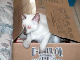 kittens - 071307 36